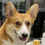 github