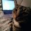 github