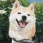github