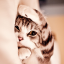 github