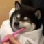 github