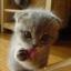 github